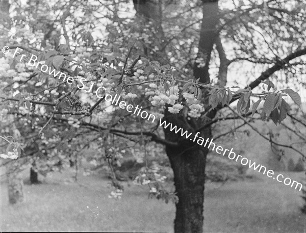 POWERSCOURT GROUNDS TREES